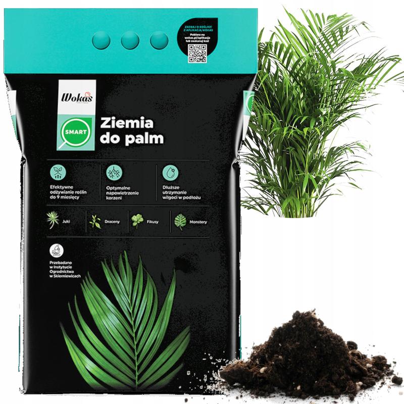 Jak wybrać odpowiednią ziemię do draceny, aby zachwycała swoim wzrostem?