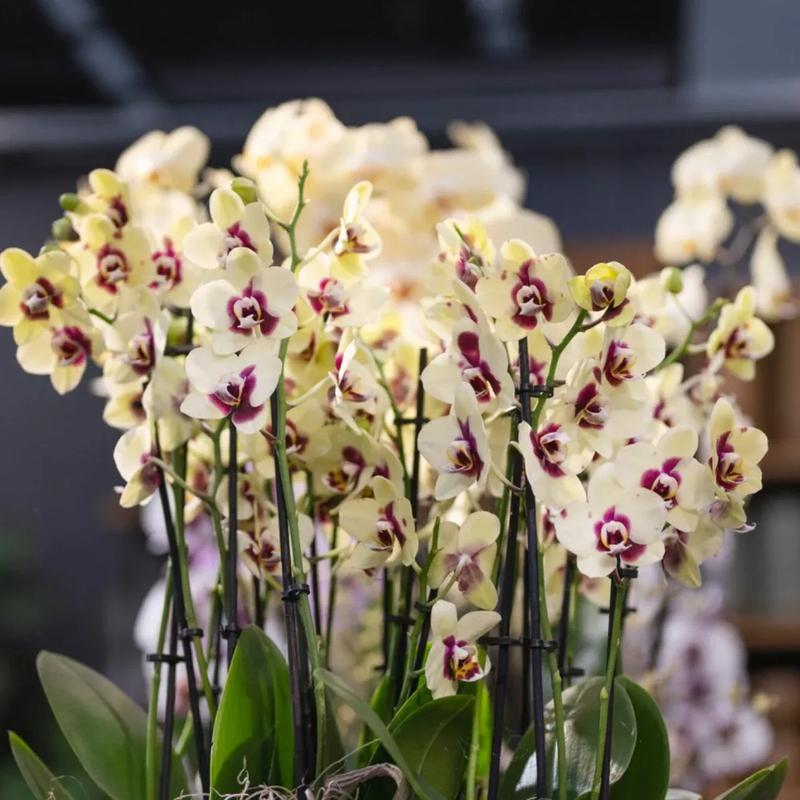 Kiedy i jak przycinać storczyki? Praktyczny poradnik dla miłośników kwiatów