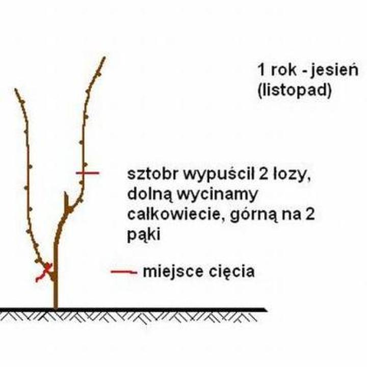Czas przycinania winogron