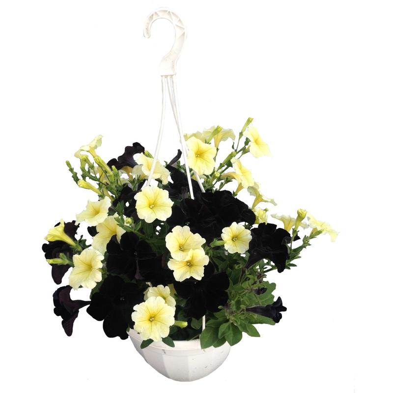 Pielęgnacja roślin na balkonie