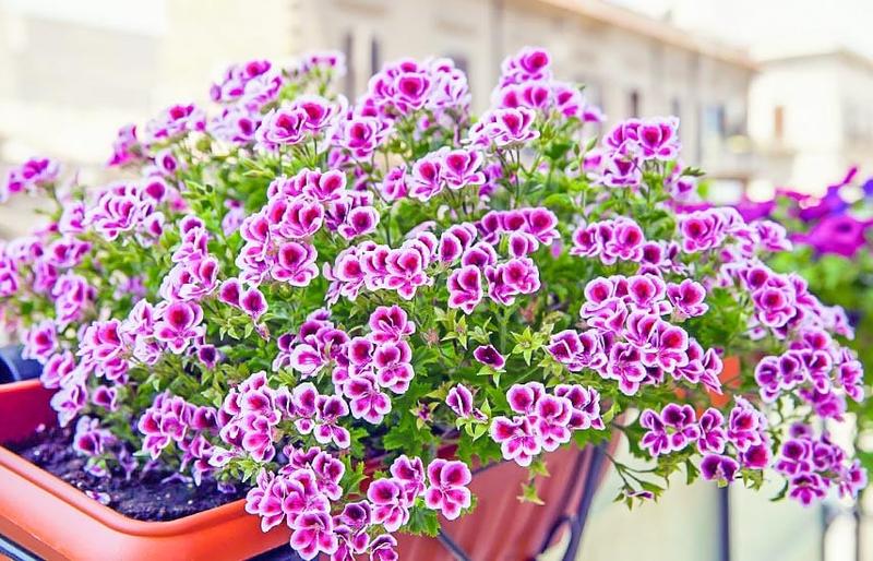 Rośliny odporne na upał