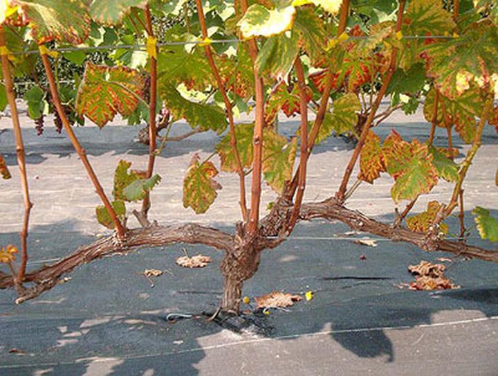 Techniki przycinania winogron