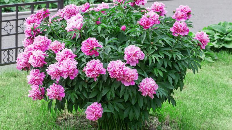 Idealna ziemia pod piwonie – jak wybrać najlepszą?