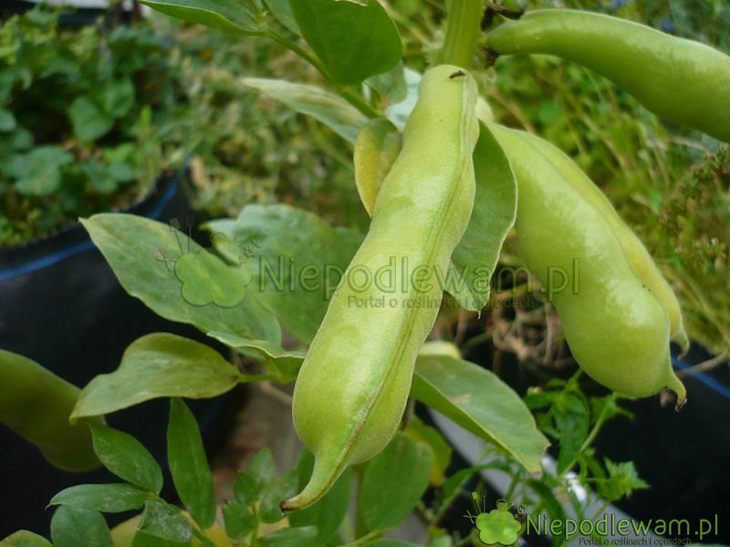 Jak i kiedy sadzić bób? Przewodnik krok po kroku do udanych upraw