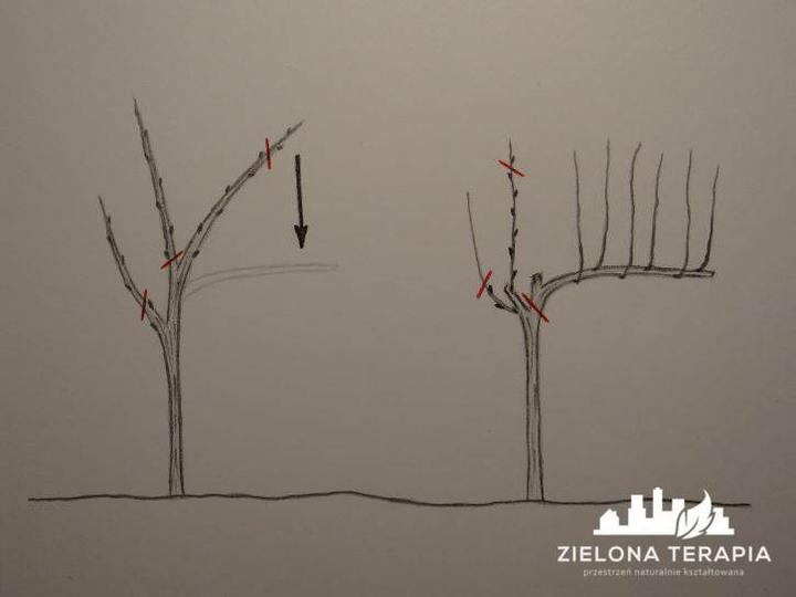 Przycinanie winogron – jak i kiedy to skutecznie zrobić krok po kroku?