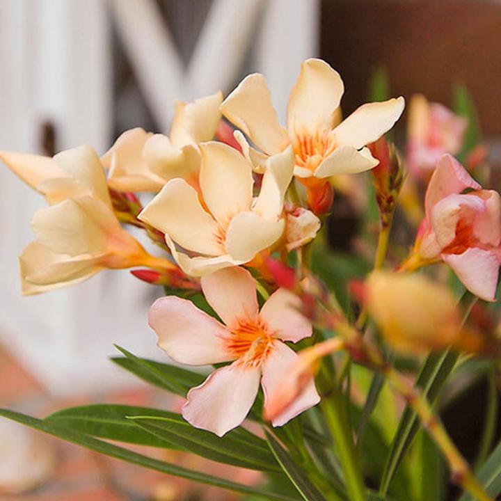 Jak i kiedy przycinać oleandra? Praktyczne wskazówki dla zdrowej rośliny