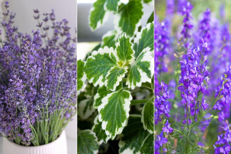 Rośliny odstraszające muchy