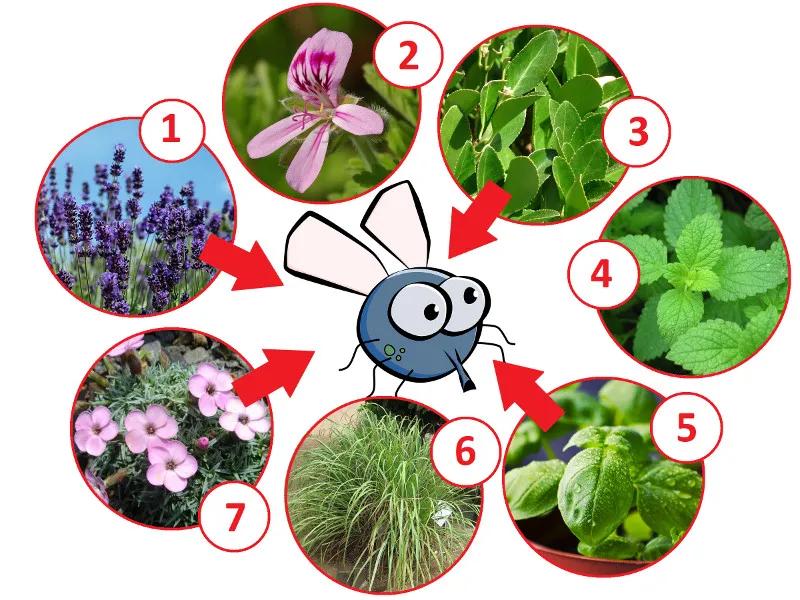 Rośliny, które skutecznie odstraszą muchy – poznaj ich tajemnice!