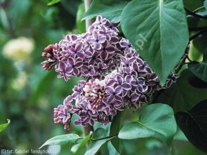 Jak i kiedy sadzić lilak pospolity – praktyczny przewodnik dla ogrodników