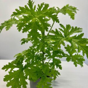 Jak skutecznie przycinać geranium? Praktyczny poradnik na czas i techniki pielęgnacji