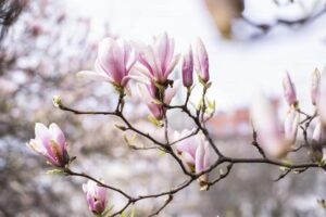 Kiedy i czym nawozić magnolie? Praktyczny poradnik dla ogrodników