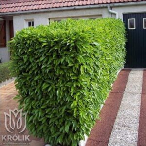 Kiedy i jak sadzić laurowisnię, aby stworzyć piękny żywopłot?