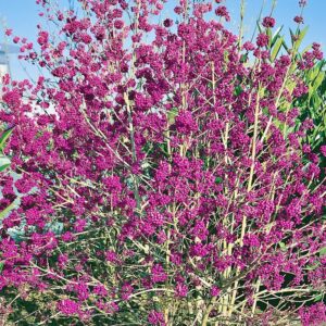 Sekrety udanej uprawy i pielęgnacji pieknotki bodiniera w Twoim ogrodzie