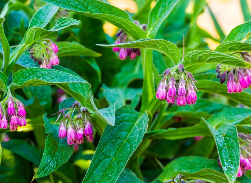 Gnojówka z żywokostu w ogrodzie