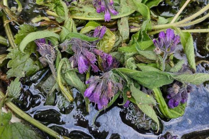 Naturalne nawożenie roślin