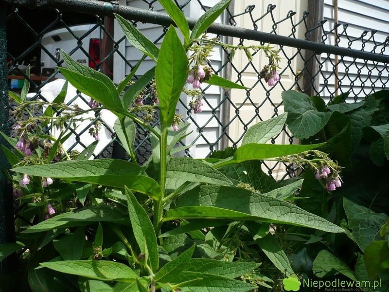 Przygotowanie gnojówki z żywokostu