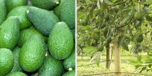 Awokado – owoc czy warzywo? Odkrywamy prawdę o tym fascynującym smakołyku