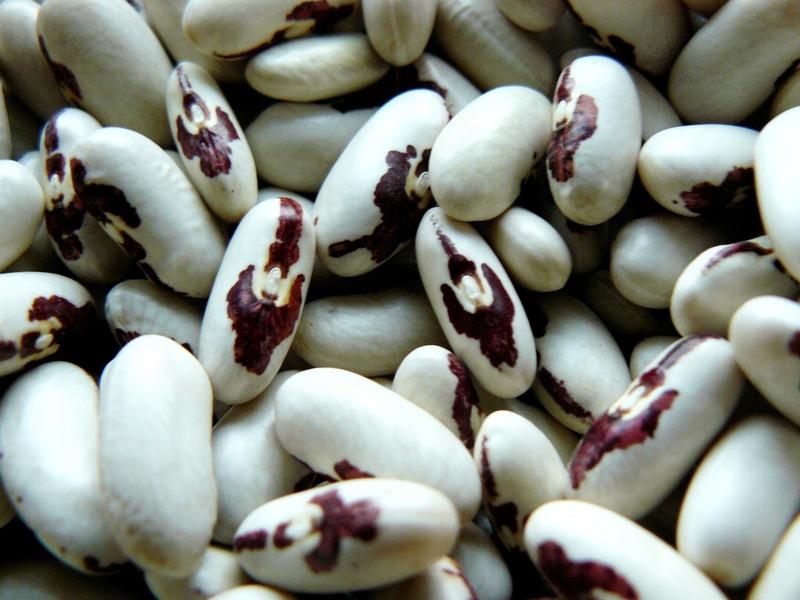 Botaniczna klasyfikacja fasoli