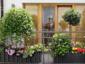 Drzewo na balkon – jak skutecznie uprawiać i pielęgnować roślinę w miejskim otoczeniu?