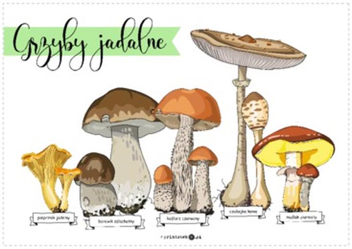 Bezpieczeństwo jedzenia grzybów