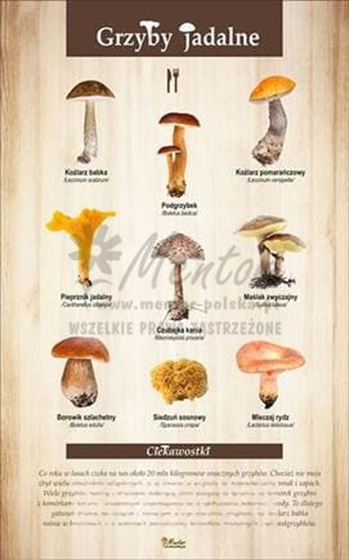 Ekologiczne zbieranie grzybów