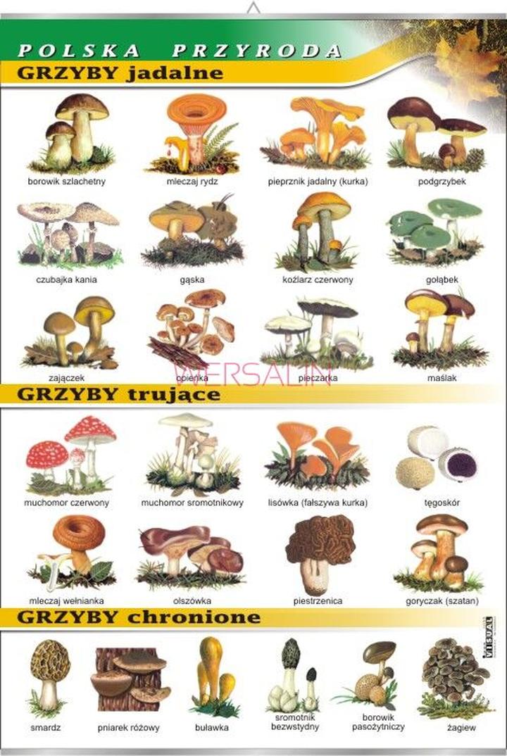 Jak rozpoznać robaczywe grzyby