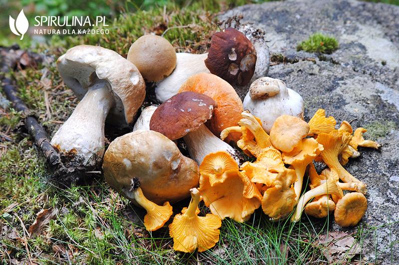 Robaczywe grzyby – czy naprawdę można je jeść?