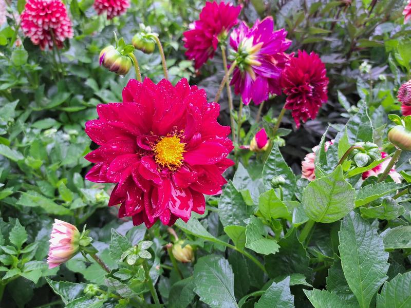 Nawożenie dalii w ogrodzie