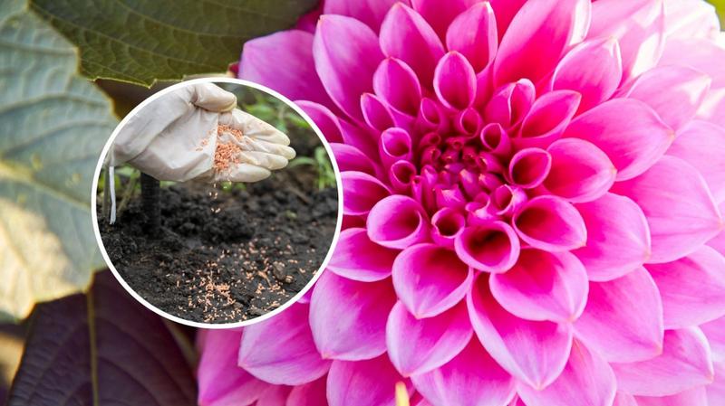 Jak skutecznie nawozić dalie? Kiedy i czym to robić – poradnik ogrodnika