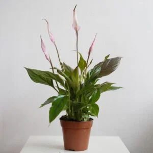 Jak ratować skrzydłokwiat z brązowymi końcówkami liści? Odkryj przyczyny i skuteczne metody!