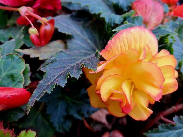 Jak skutecznie przezimować begonie w doniczce – praktyczny poradnik dla każdego ogrodnika